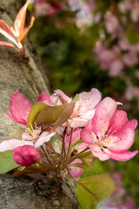 Close-up of pink flowers on tree