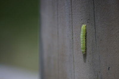 Close-up of insect