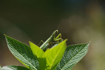 Close-up of insect on leaves