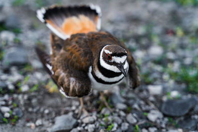 Close-up of a bird