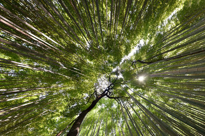 Directly below shot of trees in forest