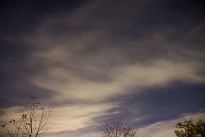 Low angle view of trees against sky at night