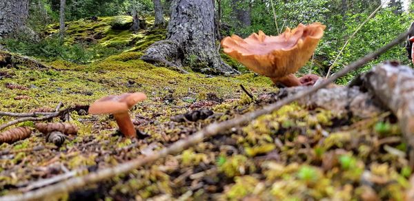 Close-up of mushroom growing on field