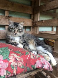 Portrait of cat resting on floor