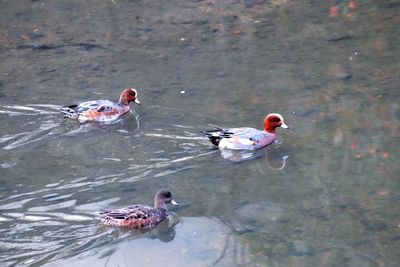 High angle view of ducks swimming on lake