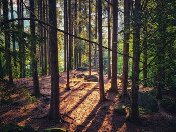 Trees growing in forest