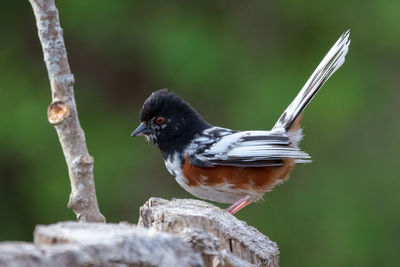 Close-up of a leucistic spotted towhee 