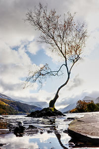 Bare tree by lake against sky