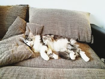 Close-up of dog sleeping on sofa