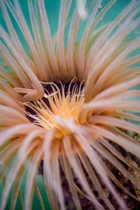 Full frame shot of flowering plant