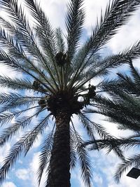 Close-up of palm tree against sky