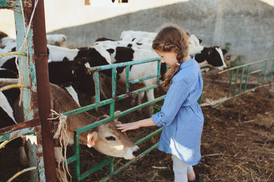 Side view of girl touching calf in farm