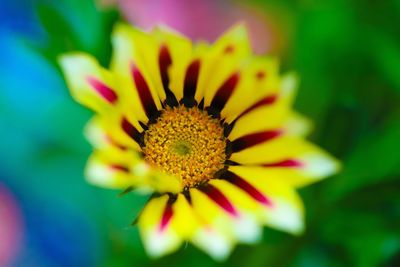 Close-up of yellow flower against blurred background