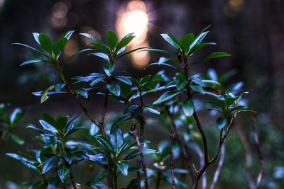 Close-up of fresh green plant