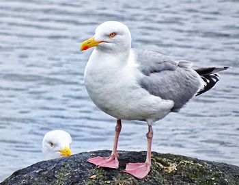 Close-up of seagull perching on rock