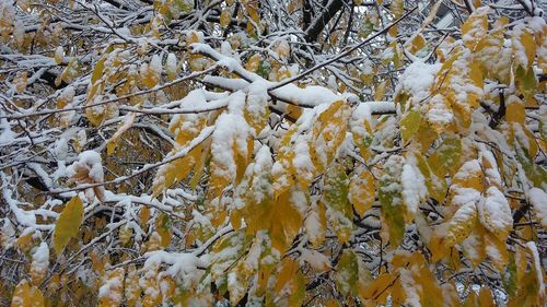 Low angle view of trees during winter