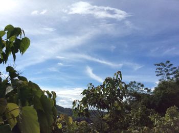 Low angle view of trees against sky