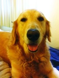 Close-up portrait of dog