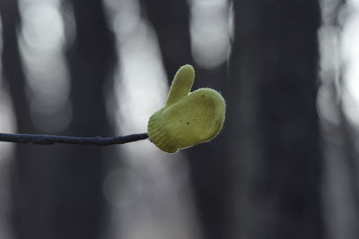 Close-up of green plant