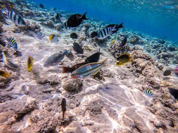 Fish swimming in sea