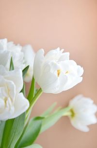 Close-up of white roses