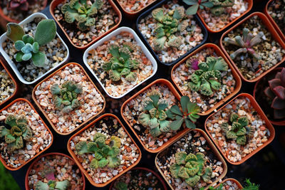 Full frame shot of succulent plants growing at nursery