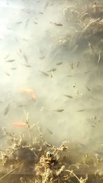 High angle view of fish swimming in lake