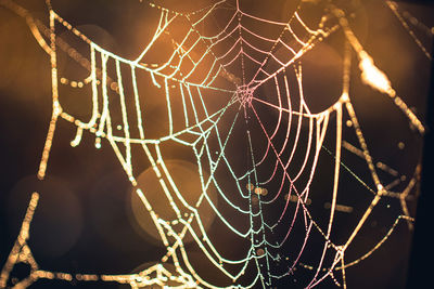 Close-up of spider web