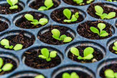 Full frame shot of plants