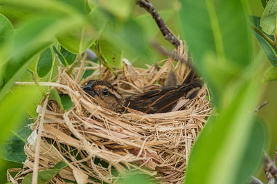 Close-up of birds in nest