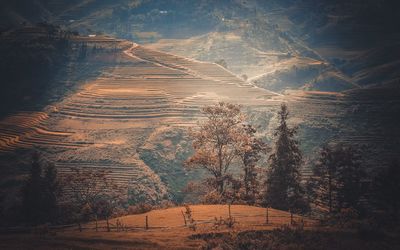 High angle view of trees in forest