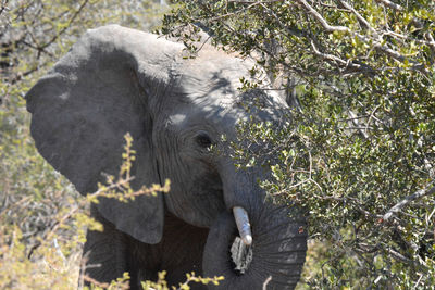 Elephant in zoo