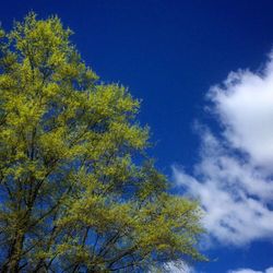 Low angle view of trees against blue sky