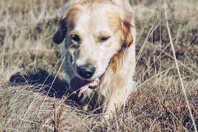 Close-up portrait of dog