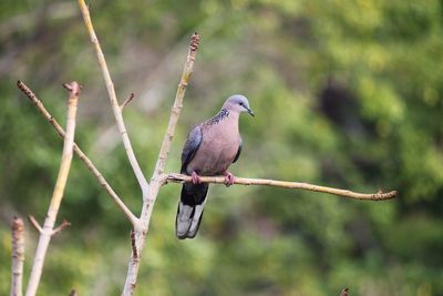 Close-up of bird perching on branch