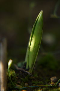 Close-up of fresh green plant