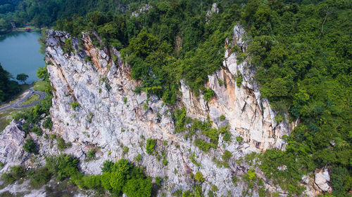 Plants growing on rock in forest