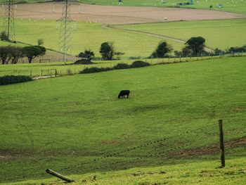 Cows grazing in field