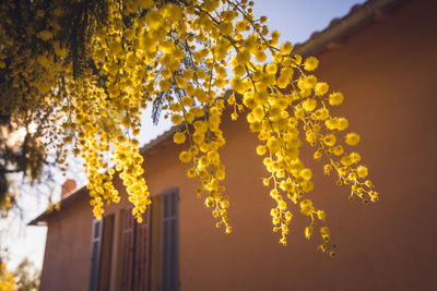 Low angle view of yellow flowers growing on tree