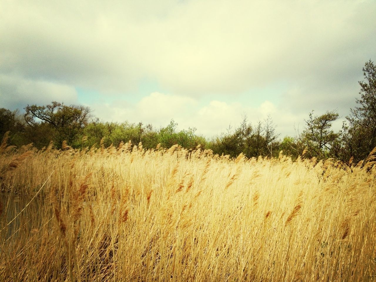 sky, field, tranquility, growth, tranquil scene, cloud - sky, grass, landscape, nature, cloudy, scenics, beauty in nature, plant, cloud, rural scene, agriculture, crop, day, farm, outdoors