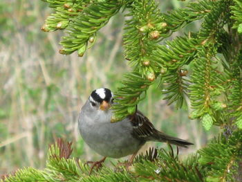 Close up of an animal