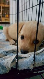 Close-up portrait of dog relaxing on floor