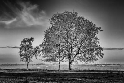 Bare tree on field against sky