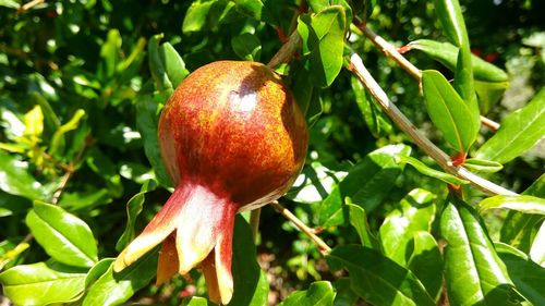 Close-up of fresh fruit on tree