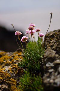 Close-up of pink flowering plant on rock