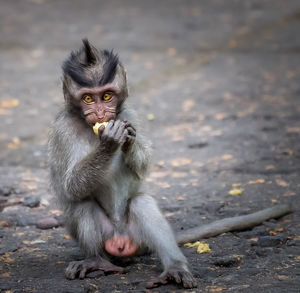 Close-up of monkey eating