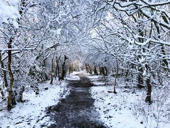 Bare trees on snow covered road in forest