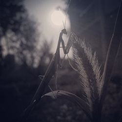 Close-up of plant against sky at sunset