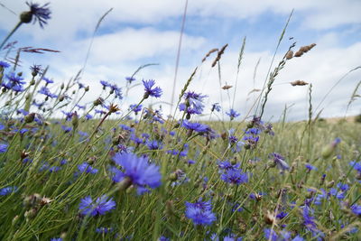 Close-up of purple cornflower plants on field