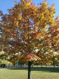Close-up of maple tree in park during autumn